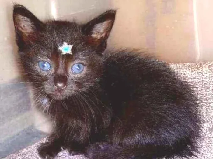 Gato ra a Siamês  idade Abaixo de 2 meses nome Está nas fotos ??