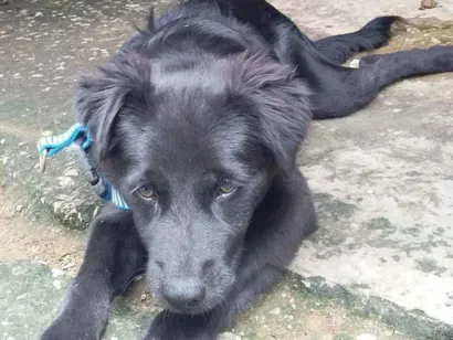 Cachorro raça Mestiço idade 2 a 6 meses nome Bob