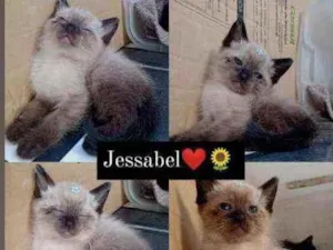 Gato raça Siamês  idade Abaixo de 2 meses nome Esta nas fotos ??