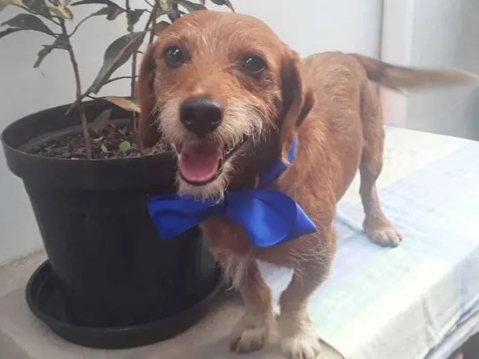 Cachorro ra a SRD idade 2 anos nome Sem Nome