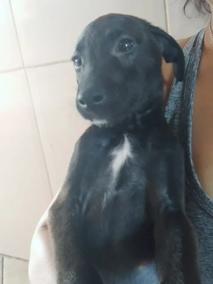 Cachorro ra a SRD idade 2 a 6 meses nome Sem Nome