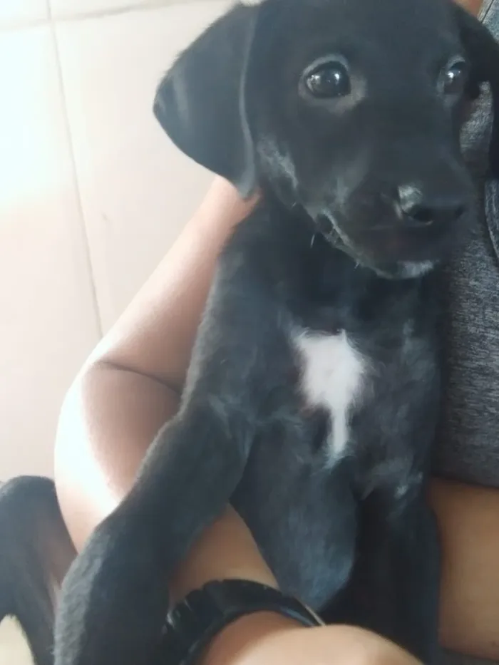 Cachorro ra a SRD idade 2 a 6 meses nome Sem Nome