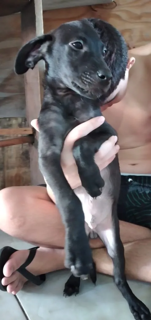 Cachorro ra a SRD idade 2 a 6 meses nome Sem Nome