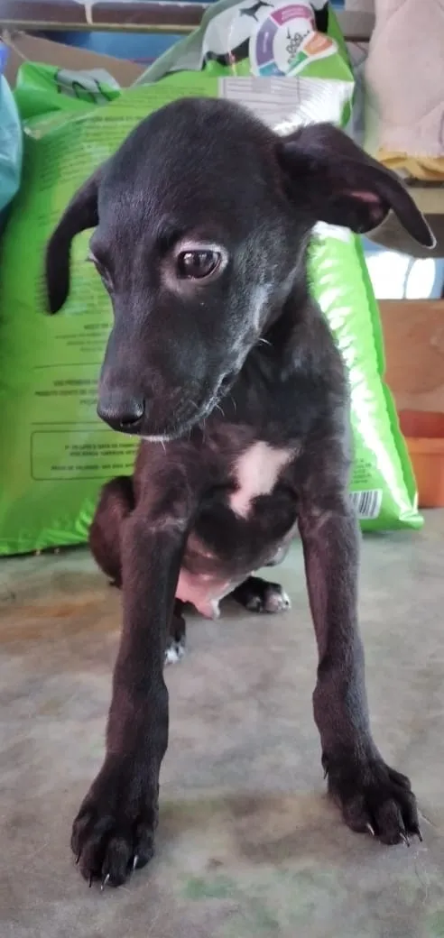 Cachorro ra a SRD idade 2 a 6 meses nome Sem Nome