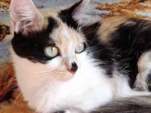 Gato raça Srd idade 1 ano nome Amanda 