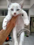 Porthos