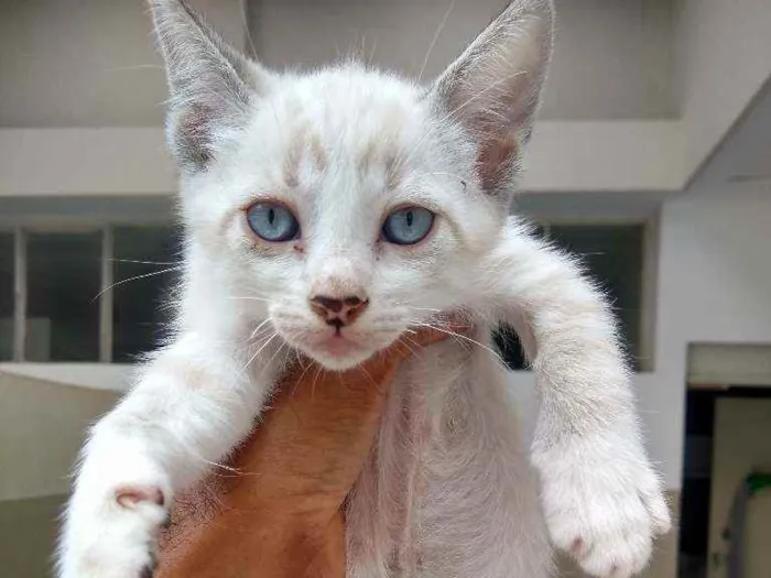 Gato ra a Srd idade 2 a 6 meses nome Porthos