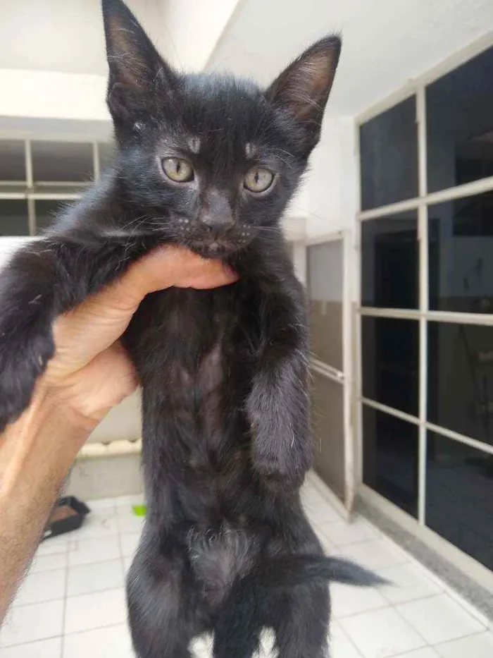 Gato ra a Srd idade 2 a 6 meses nome Aramis