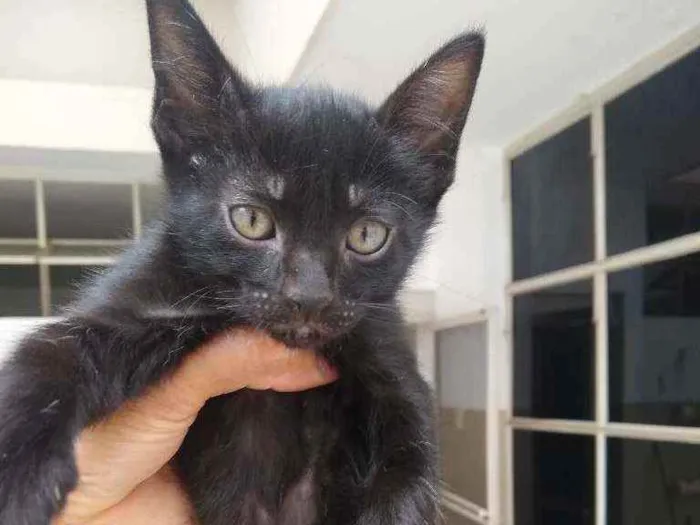 Gato ra a Srd idade 2 a 6 meses nome Aramis