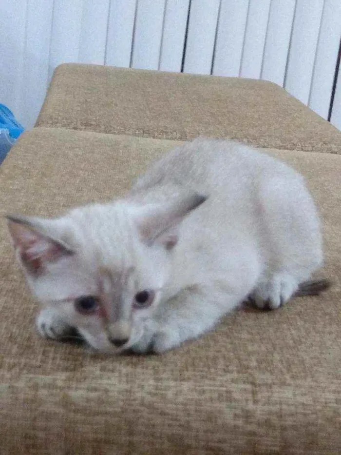 Gato ra a Srd idade 2 a 6 meses nome D'Artagnan