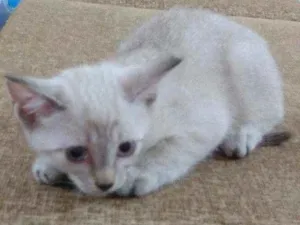 Gato raça Srd idade 2 a 6 meses nome D'Artagnan