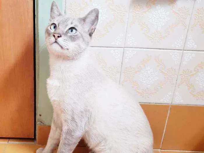 Gato raça Srd idade 1 ano nome Nicolau