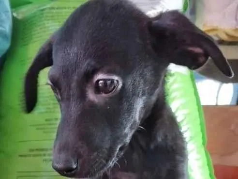 Cachorro ra a SRD idade 2 a 6 meses nome Sem Nome