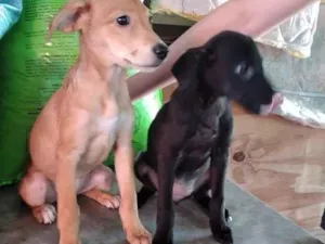 Cachorro raça SRD idade 2 a 6 meses nome Sem Nome
