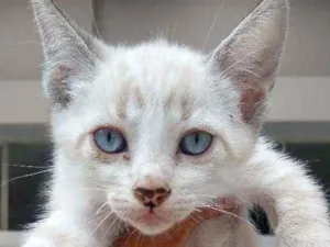 Gato raça Srd idade 2 a 6 meses nome Porthos