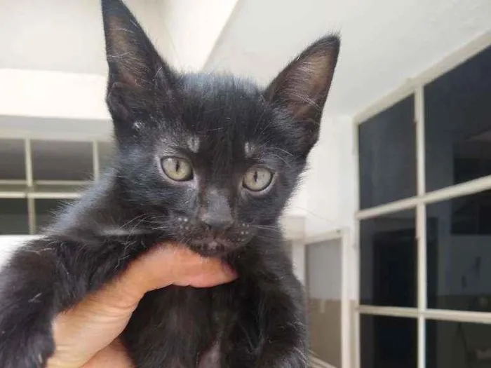 Gato ra a Srd idade 2 a 6 meses nome Aramis