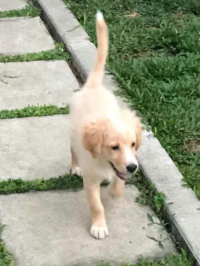 Cachorro ra a Vira lata com golden retriever idade 2 a 6 meses nome Gold