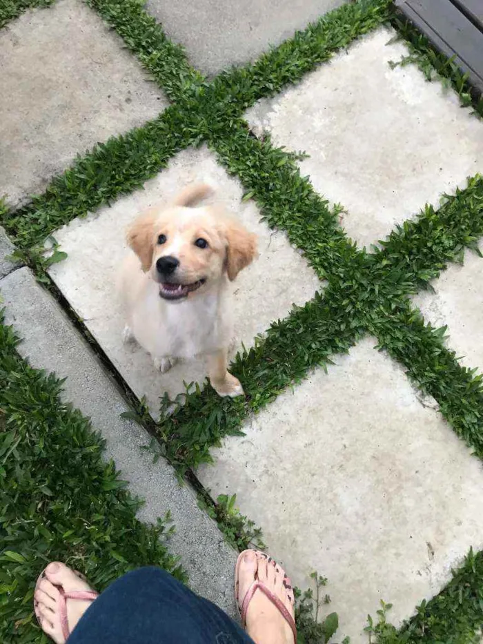 Cachorro ra a Vira lata com golden retriever idade 2 a 6 meses nome Gold