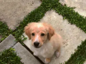Cachorro raça Vira lata com golden retriever idade 2 a 6 meses nome Gold