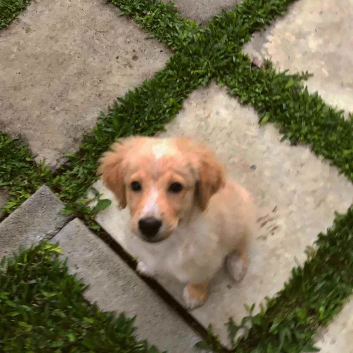 Cachorro ra a Vira lata com golden retriever idade 2 a 6 meses nome Gold