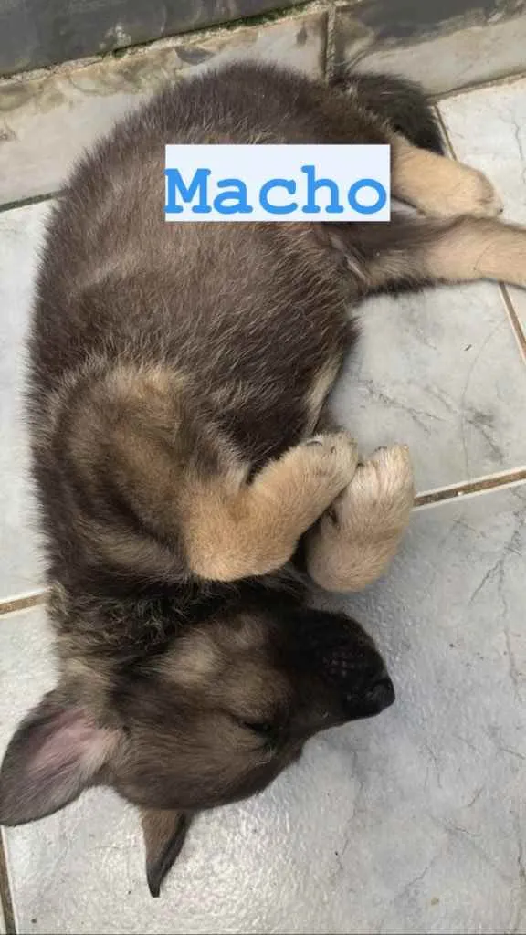 Cachorro ra a Pastor suíço + vira lata  idade Abaixo de 2 meses nome 01- Sem nome 