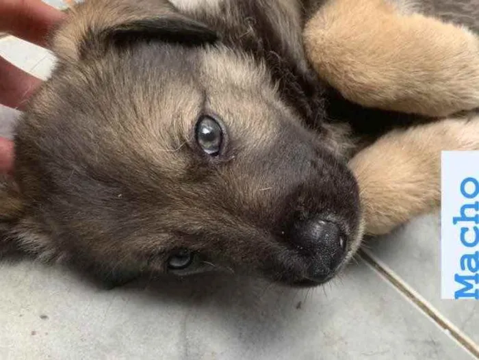 Cachorro ra a Pastor suíço + vira lata  idade Abaixo de 2 meses nome 01- Sem nome 