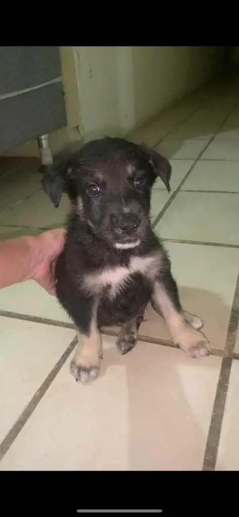 Cachorro ra a Pastor suíço + vira lata  idade Abaixo de 2 meses nome 02- SEM NOME