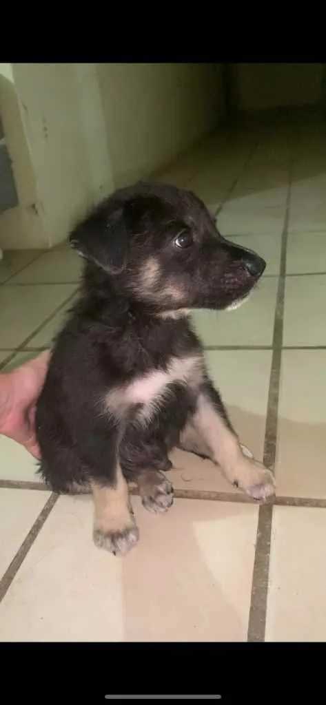 Cachorro ra a Pastor suíço + vira lata  idade Abaixo de 2 meses nome 02- SEM NOME
