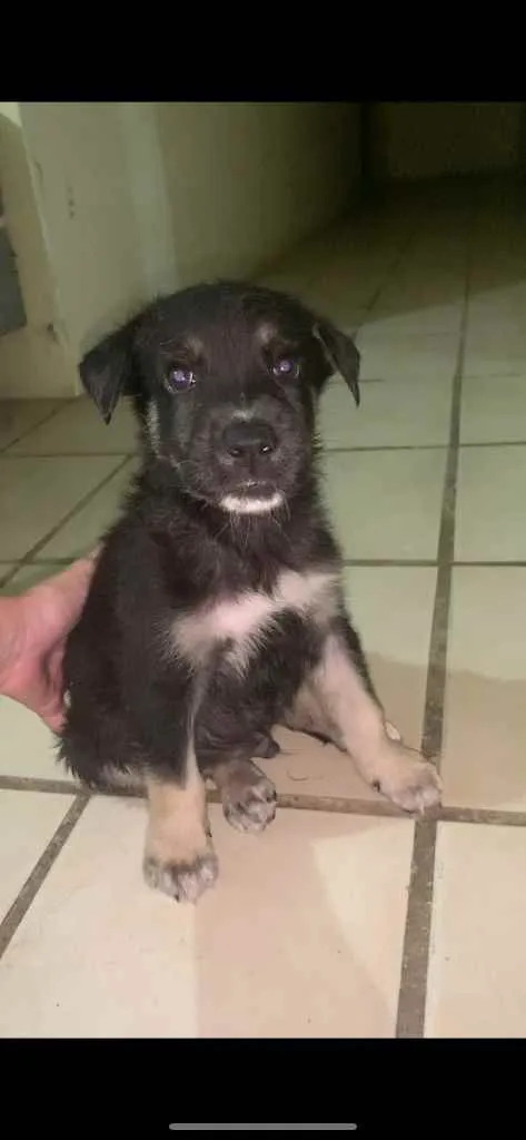 Cachorro ra a Pastor suíço + vira lata  idade Abaixo de 2 meses nome 02- SEM NOME