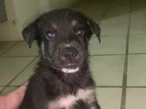 Cachorro ra a Pastor suíço + vira lata  idade Abaixo de 2 meses nome 02- SEM NOME