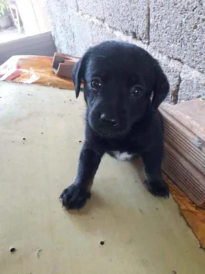 Cachorro raça Sem Raça Definida idade 2 a 6 meses nome Não tem nome