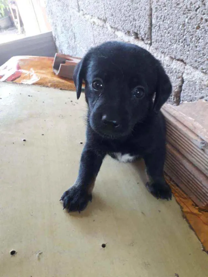 Cachorro ra a Sem Raça Definida idade 2 a 6 meses nome Não tem nome