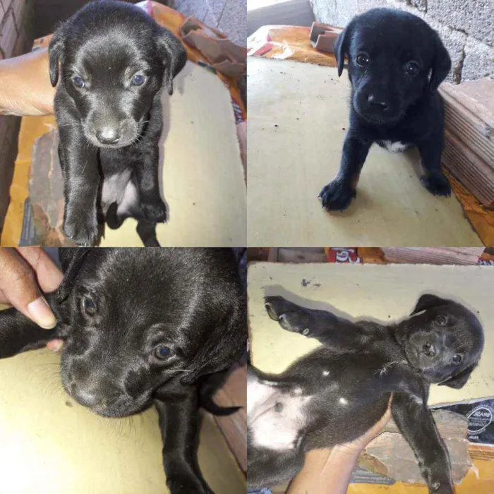Cachorro ra a Sem Raça Definida idade 2 a 6 meses nome Não tem nome
