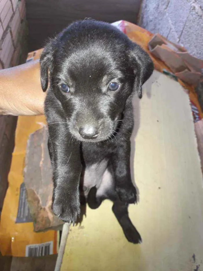 Cachorro ra a Sem Raça Definida idade 2 a 6 meses nome Não tem nome