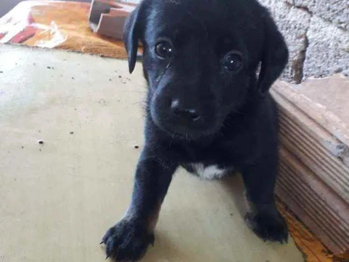Cachorro ra a Sem Raça Definida idade 2 a 6 meses nome Não tem nome