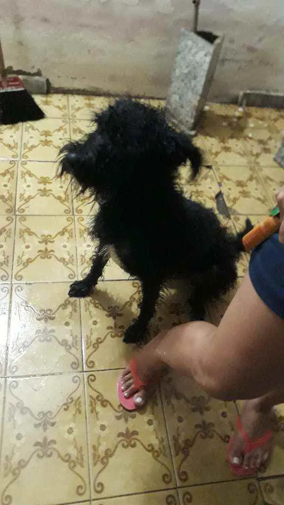 Cachorro ra a Srd idade 2 anos nome Cherry