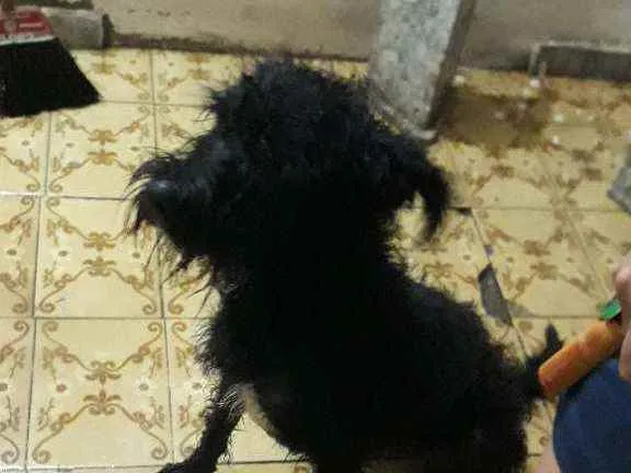 Cachorro ra a Srd idade 2 anos nome Cherry