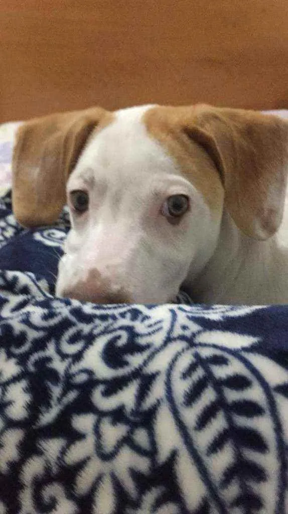 Cachorro ra a Srd idade 7 a 11 meses nome Jose