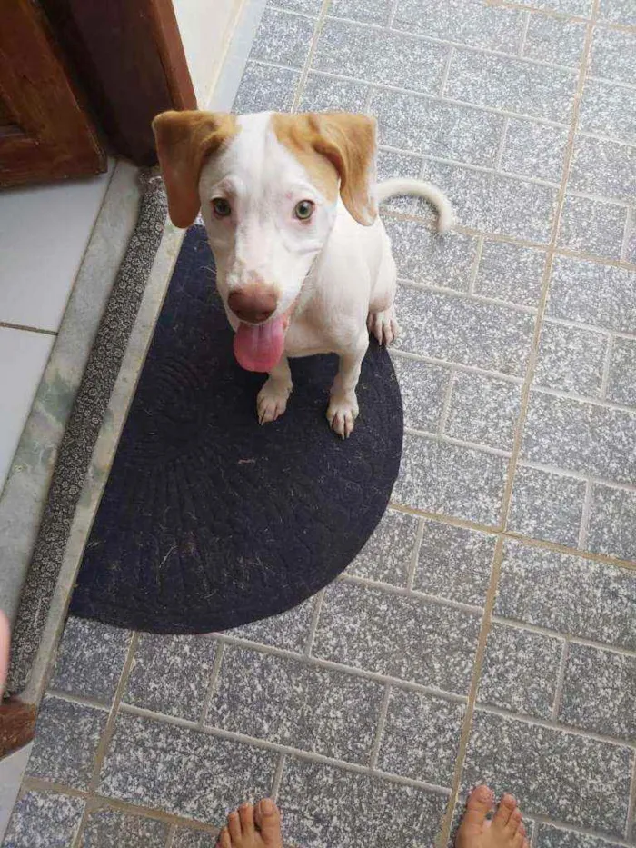Cachorro ra a Srd idade 7 a 11 meses nome Jose