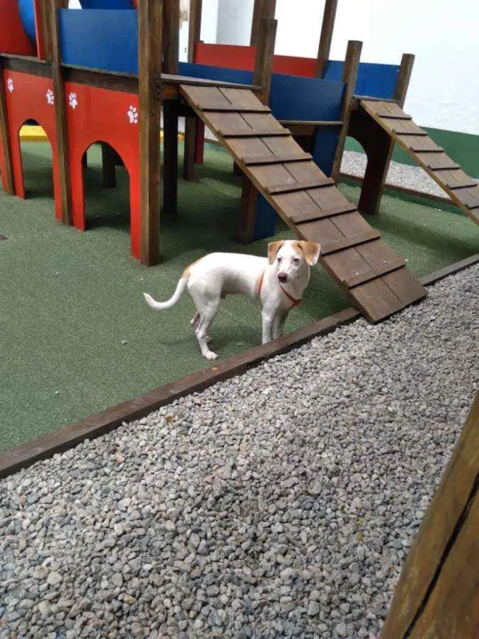 Cachorro ra a Srd idade 7 a 11 meses nome Jose