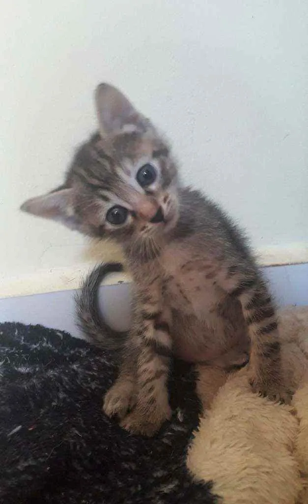 Gato raça Srd idade Abaixo de 2 meses nome Veda