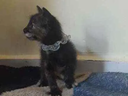 Gato raça Srd idade Abaixo de 2 meses nome Vida