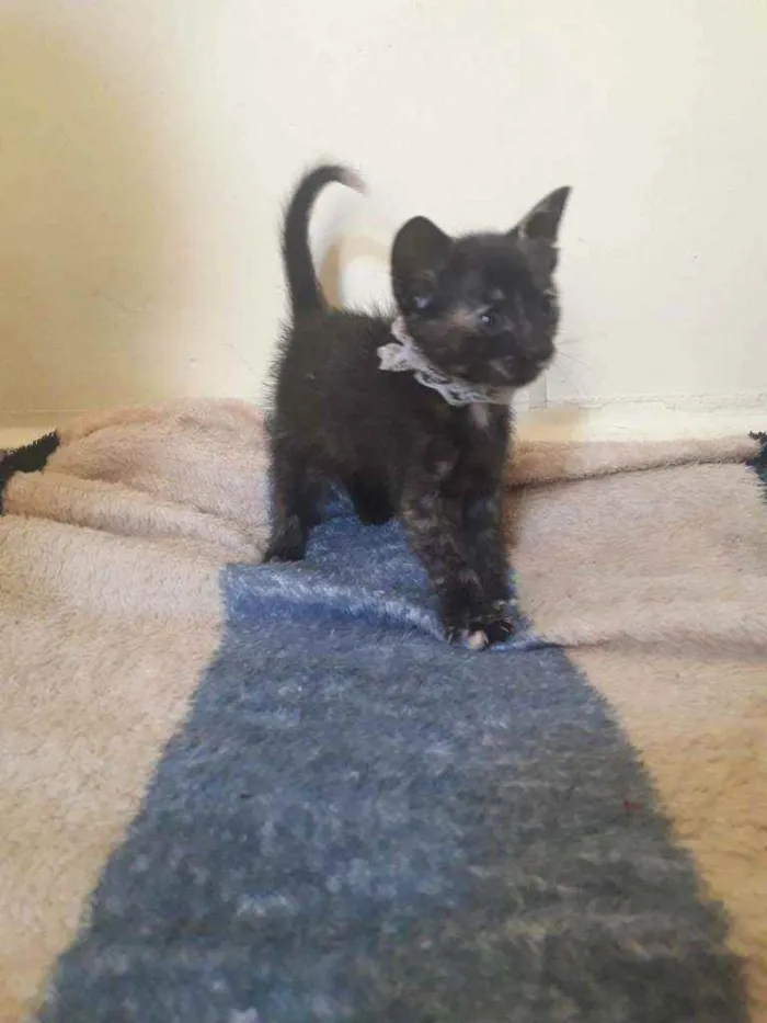 Gato raça Srd idade Abaixo de 2 meses nome Vida