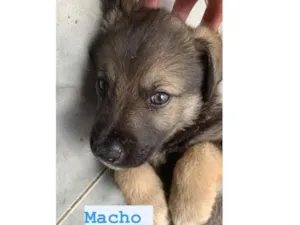 Cachorro raça Pastor suíço + vira lata  idade Abaixo de 2 meses nome 01- Sem nome 