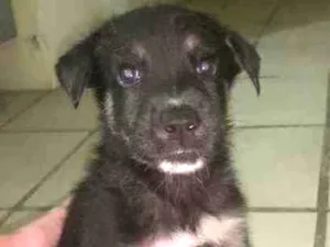 Cachorro raça Pastor suíço + vira lata  idade Abaixo de 2 meses nome 02- SEM NOME