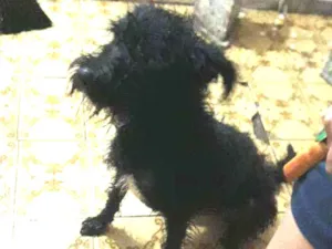 Cachorro raça Srd idade 2 anos nome Cherry