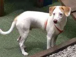 Cachorro ra a Srd idade 7 a 11 meses nome Jose
