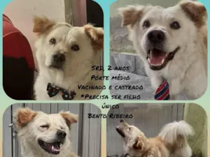 Cachorro raça Srd idade 2 anos nome Chico
