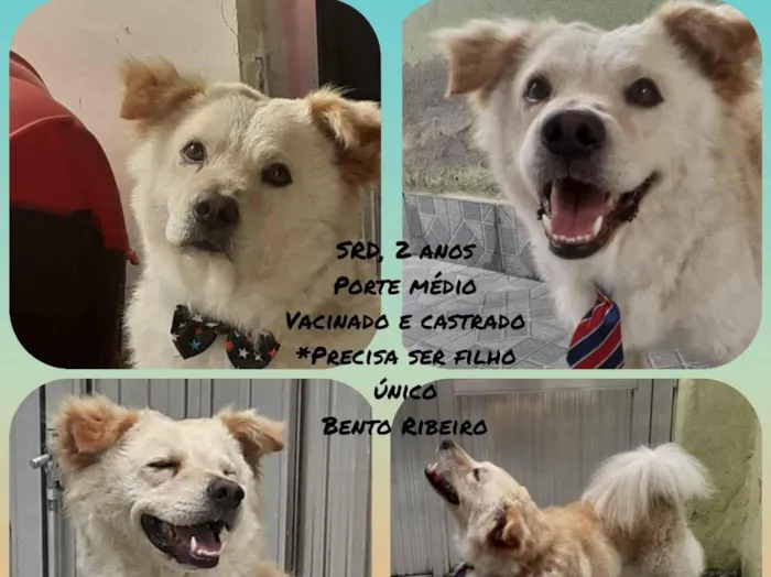 Cachorro ra a Srd idade 2 anos nome Chico