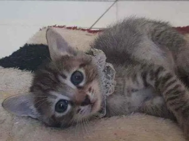 Gato raça Srd idade Abaixo de 2 meses nome Veda